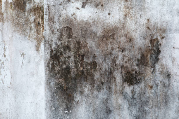 Best Mold Documentation for Insurance Claims  in Asbury, IA