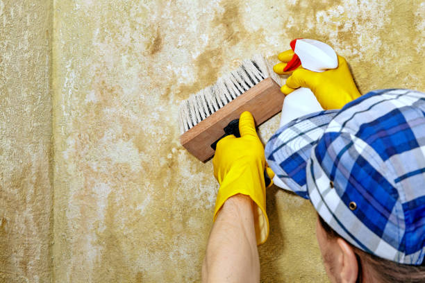 Best Water Damage & Mold Remediation  in Asbury, IA