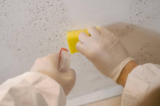 Best Real Estate Mold Inspection  in Asbury, IA
