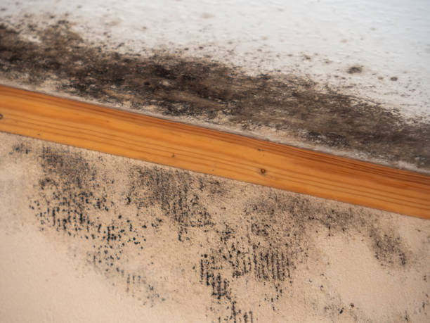 Best Post-Remediation Verification Testing  in Asbury, IA