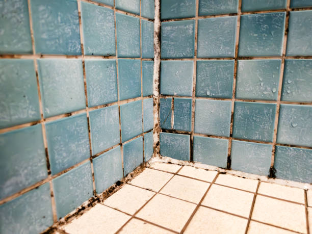 Best Black Mold Removal  in Asbury, IA