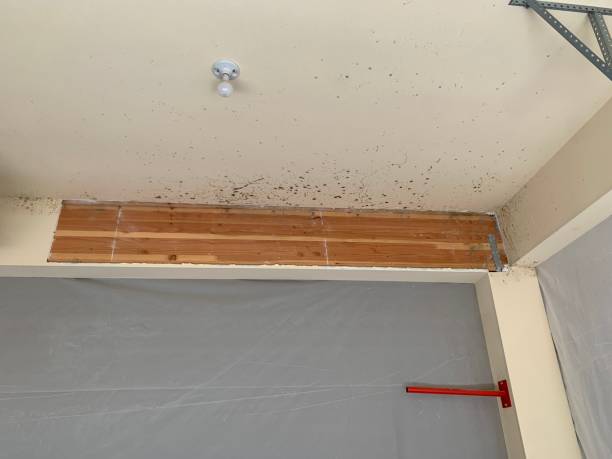 Best Mold Remediation for Healthcare Facilities  in Asbury, IA