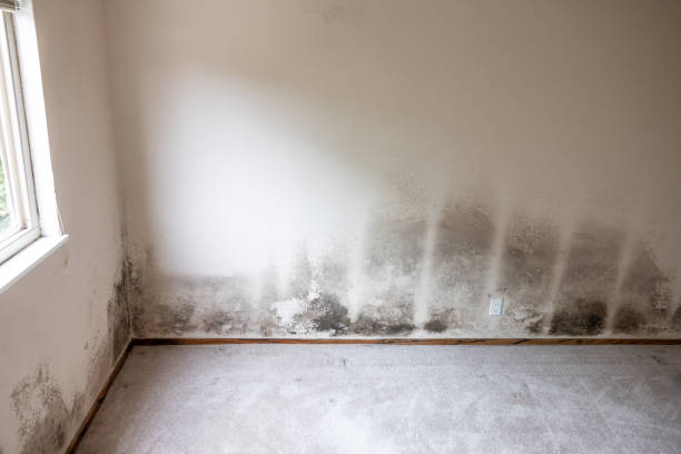 Reliable Asbury, IA Mold Removal Solutions