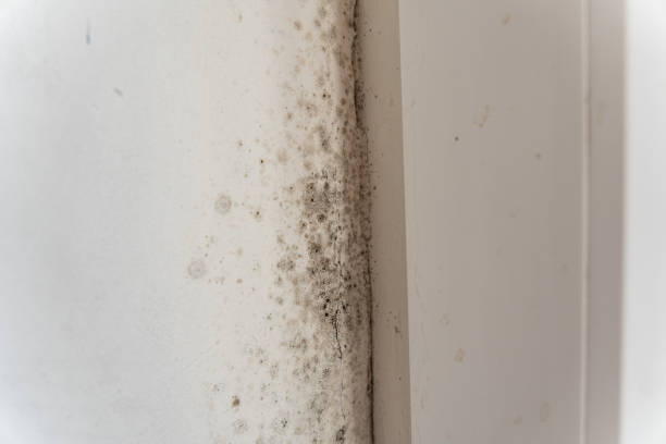 Best Mold Prevention Services  in Asbury, IA